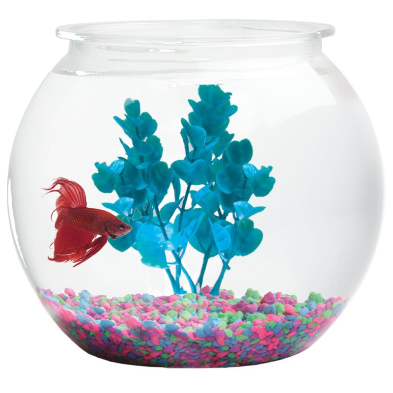 fish bowl with live plants